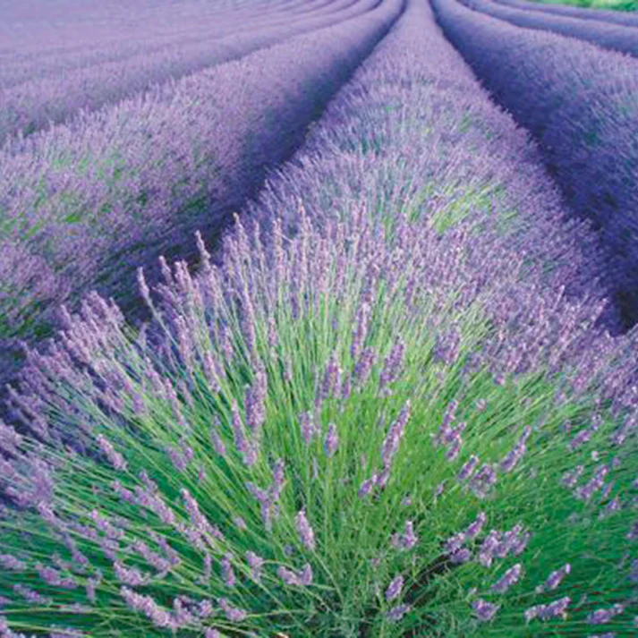 Lavanda u cvetu na zalasku sunca