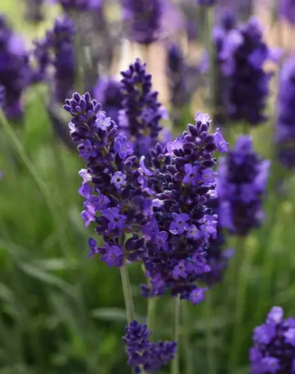 Lavanda sa pčelom